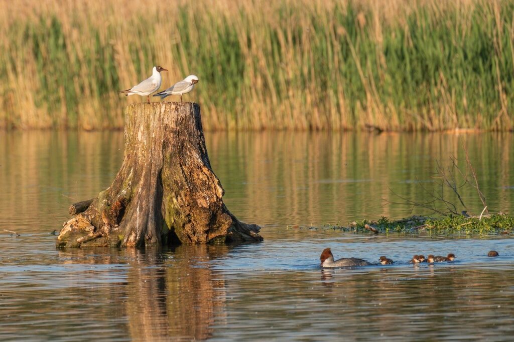 birds, waterfowl, lake-8780413.jpg