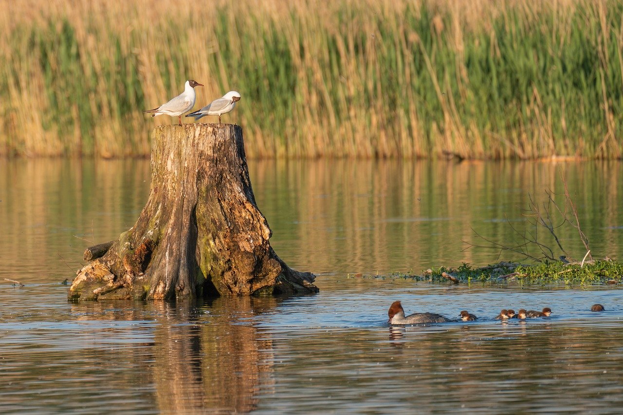 birds, waterfowl, lake-8780413.jpg