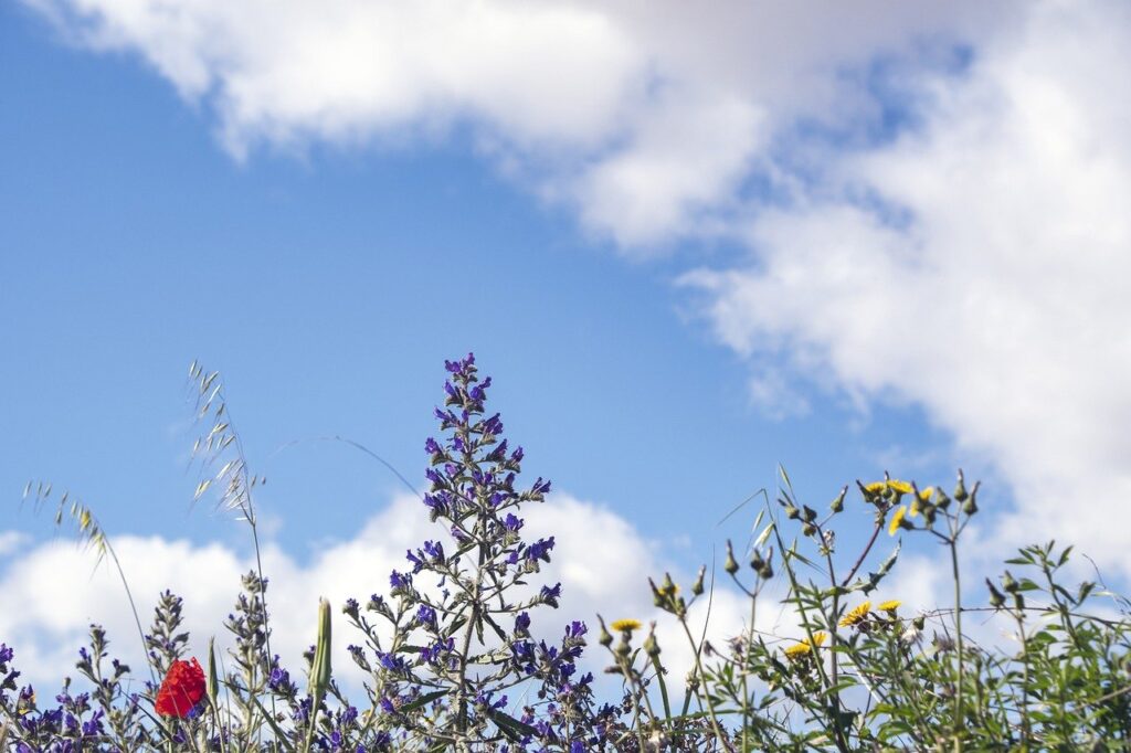 spring, 4k wallpaper, flower background-8732703.jpg