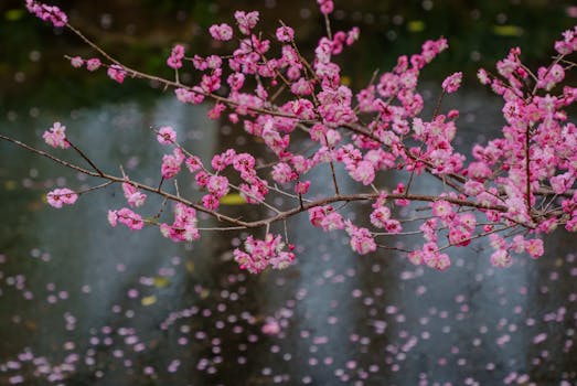 Beautiful pink cherry blossoms hanging gracefully above calm water in Hangzhou, China.
